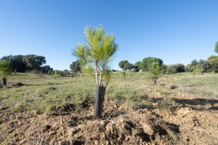 Bosque SIGAUS Tres Cantos